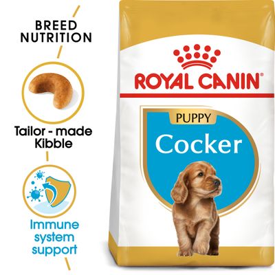 Cucciolo di Cocker Spaniel della Royal Canin