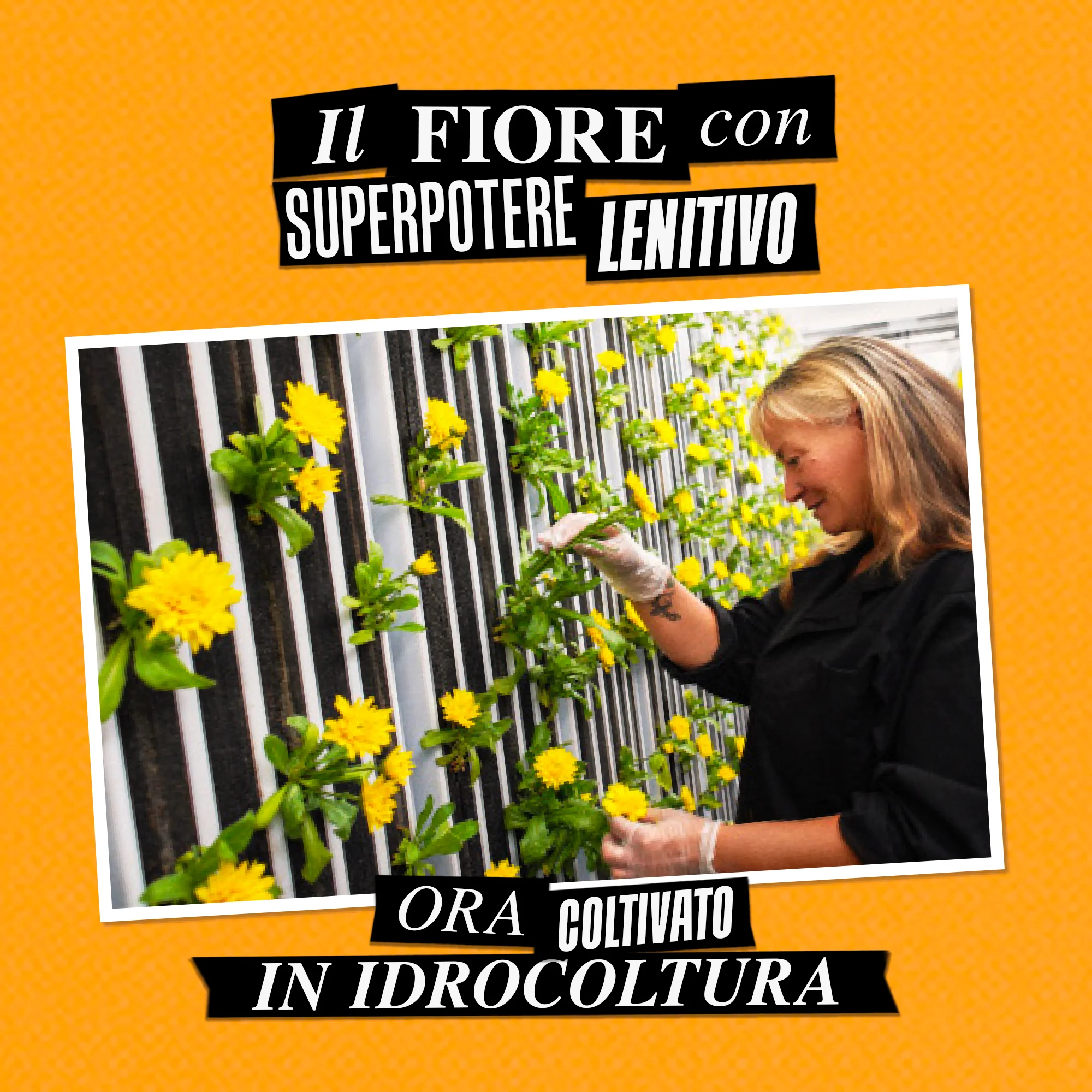 Idratanti Calendula Skin-Soothing & Stabilizing Emulsion - Tratt.viso 24 ore lenitiva