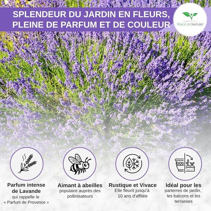 Graines de Lavande Vraie (Lavandula angustifolia) env. 150 Pcs-Semences Rustiques Vivaces-Graine Parfumée pour Jardin et Abeilles