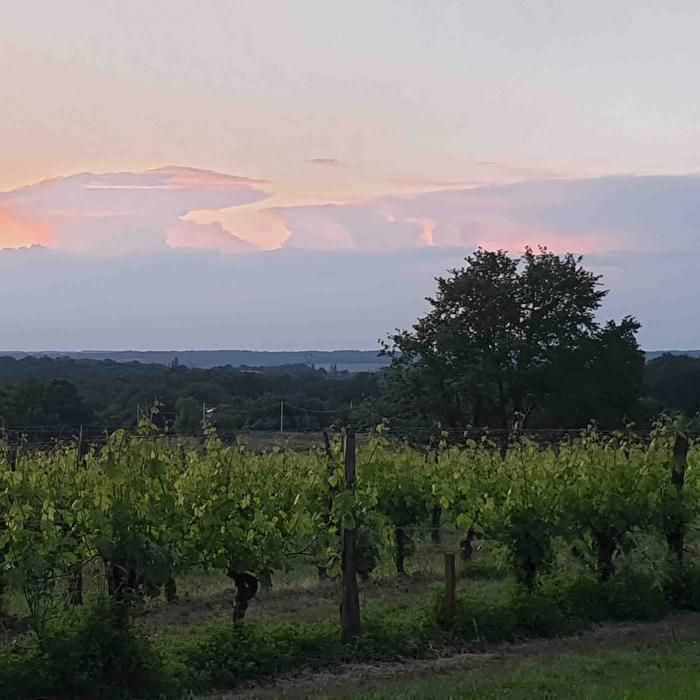 Château Chavrignac – Grand Vin Blanc de Bordeaux AOC Orgánico y Biodinámico – 2023 – Medalla de Oro – Botellas de 75 cl