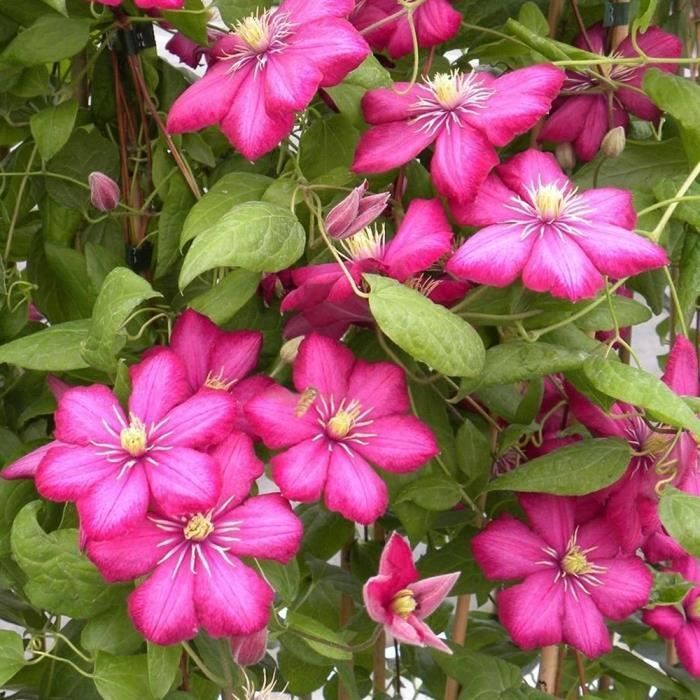 Clematis 