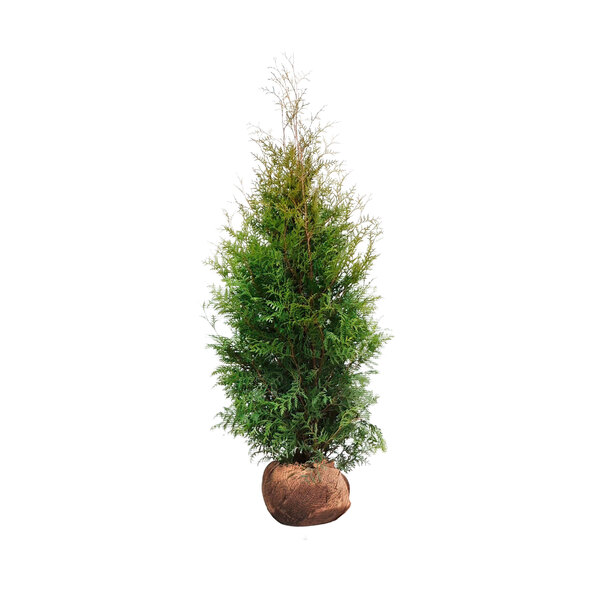 Gardul viu Thuja Brabant arborvitae, 15 m