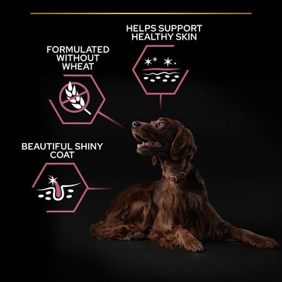 PURINA PRO PLAN Large Athletic Adult Sensitive Skin -lohi
