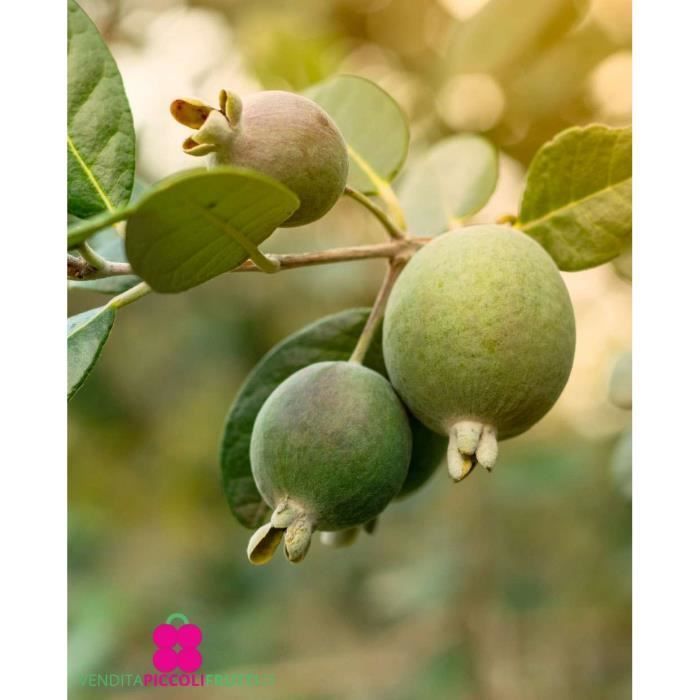 Planta de feijoa 'Acca Sellowiana' - maceta Ø 17 cm - h. 60-70cm