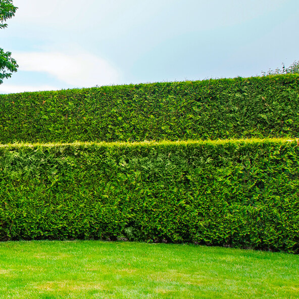 Thuja Brabant arborvitaehaag, 10 m