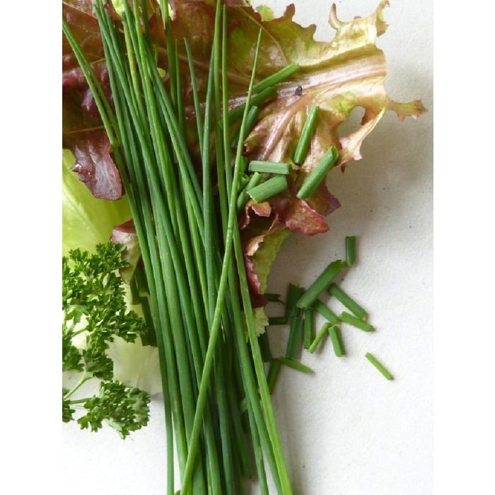 Seed - Common Chives (civet)