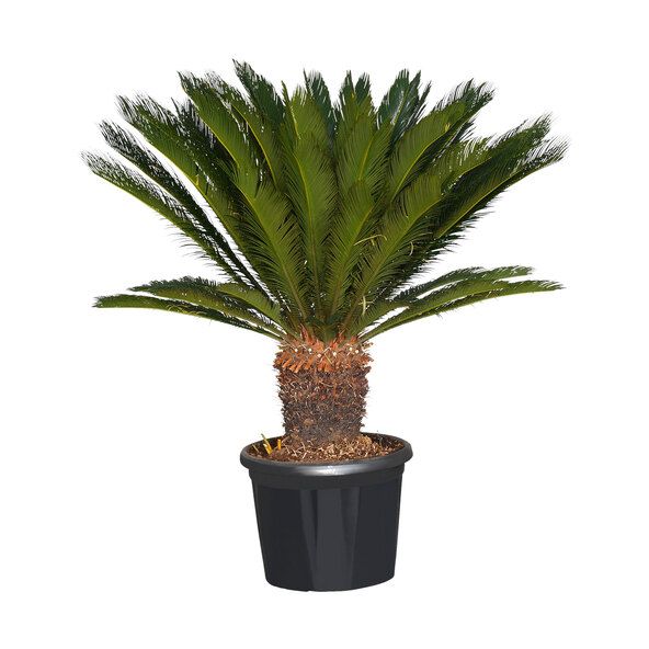 XXL-Palmfarn