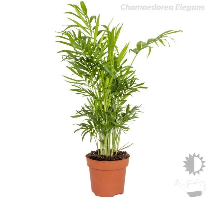 Conjunto de 3 palmeras tropicales: Dypsis, Chamaedorea y Yucca. Fácil mantenimiento. Diámetro: 12 cm. Altura: 20-45 cm.
