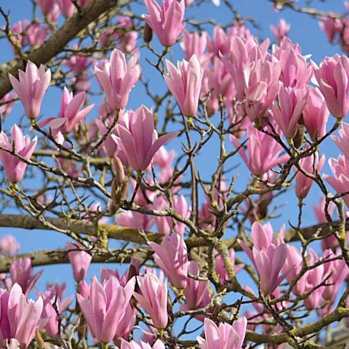 Magnolia Susan