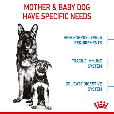 Royal Canin Maxi Starter Mutter & Babyhund