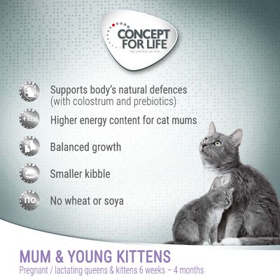 Concept voor het leven: Moeder en jonge kittens