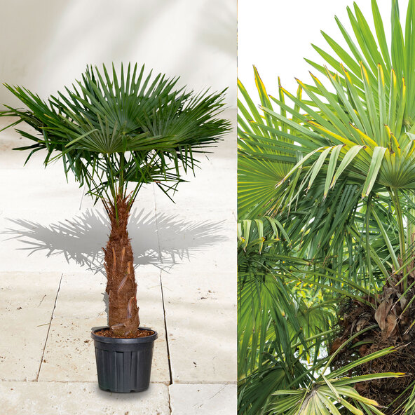 Κινέζικη κάνναβη Palm XXL