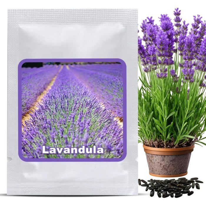 Graines de Lavande Vraie (Lavandula angustifolia) env. 150 Pcs-Semences Rustiques Vivaces-Graine Parfumée pour Jardin et Abeilles