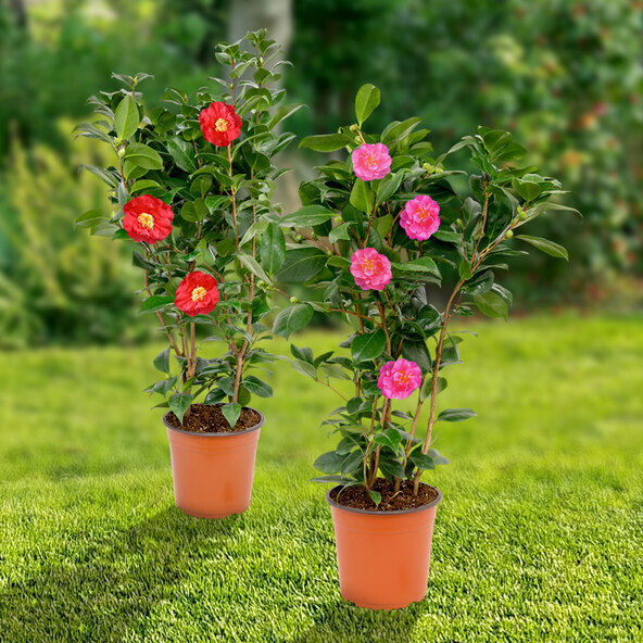 Gartenkamelie, putregai