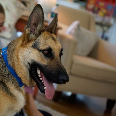 Πόρτα κατοικίδιων PetSafe® για ακραίες καιρικές συνθήκες