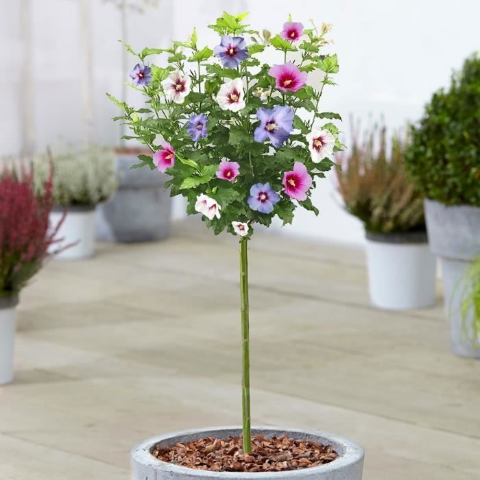 Hibiscus Tricolore | Arbuste ornemental à feuilles caduques en pot pour petits jardins