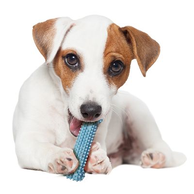 Nylabone Welpen-Zahnpflege-Kauknochen