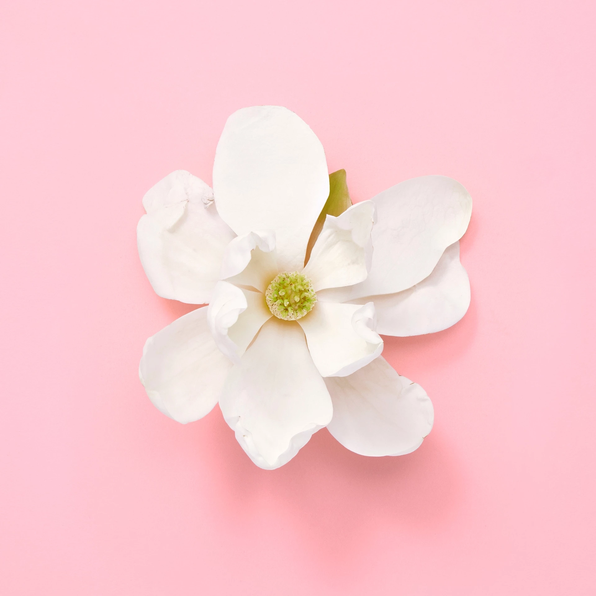 Gucci Flora Gorgeous Jasmine EdP 50 ml - Gucci