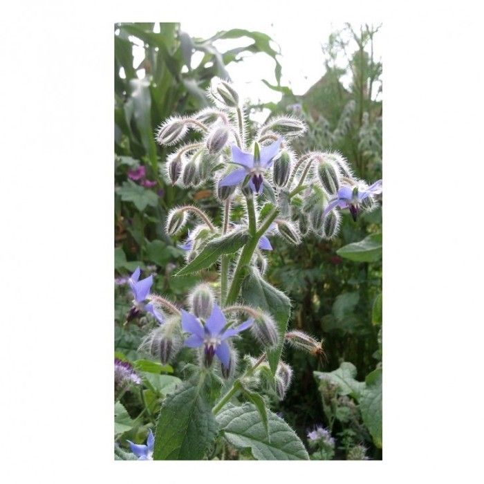 Graine - Semence - Bourrache Officinale
