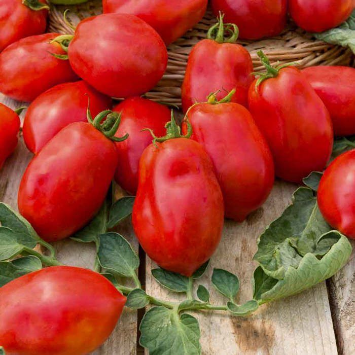 Samen - Vilmorin - Roma-Tomate - Alte Gemüsesorten