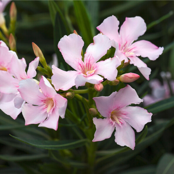 Τρίο Oleander Busch