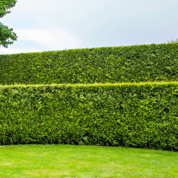 Thuja Brabant, pachet de 20 + îngrășământ