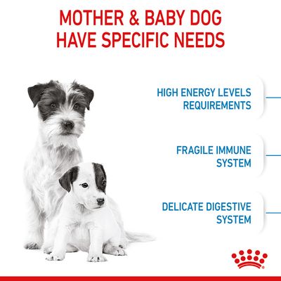 Royal Canin Mini Starter Mamma e Cucciolo