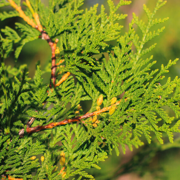 Thuja Brabant arborvitae φράκτης, 15 μ