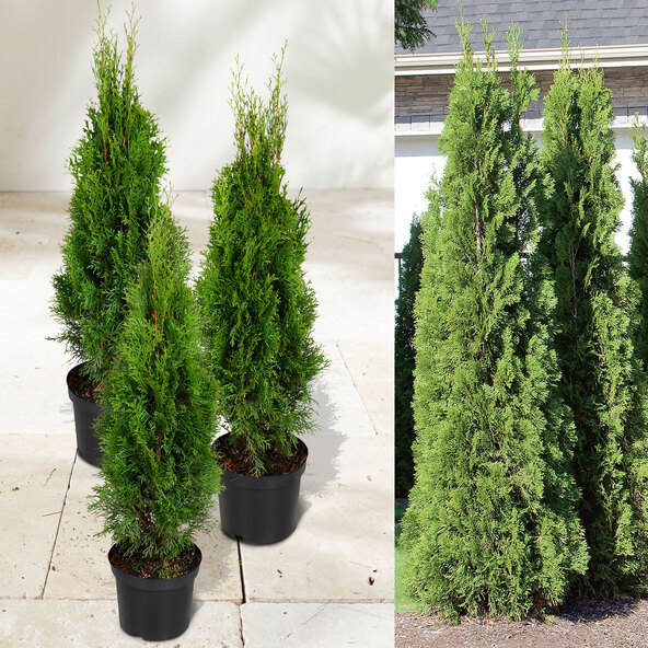Lebensbaum-Hecke Easy Grow, 3er-set