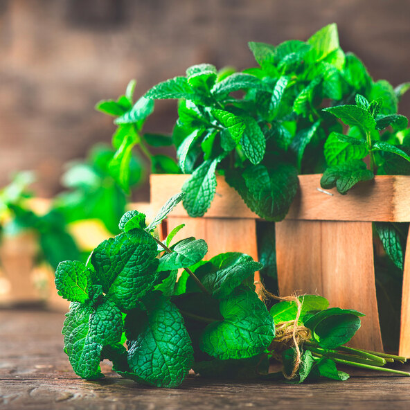 Gartenminzen-Trio Club Cuba-Mentha