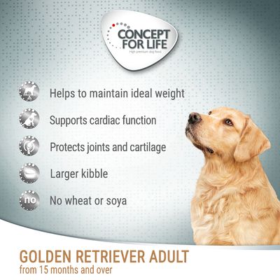 Concept pentru viață Golden Retriever Adult
