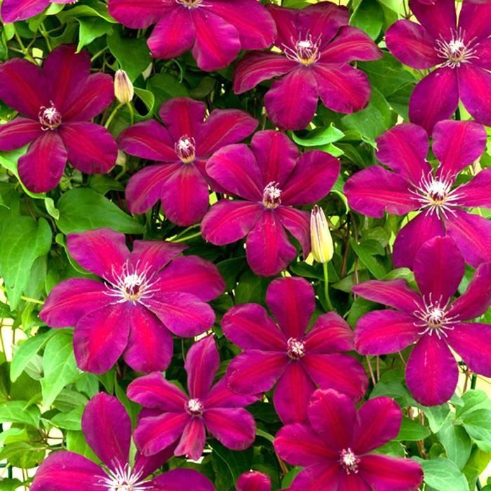 Clematis 
