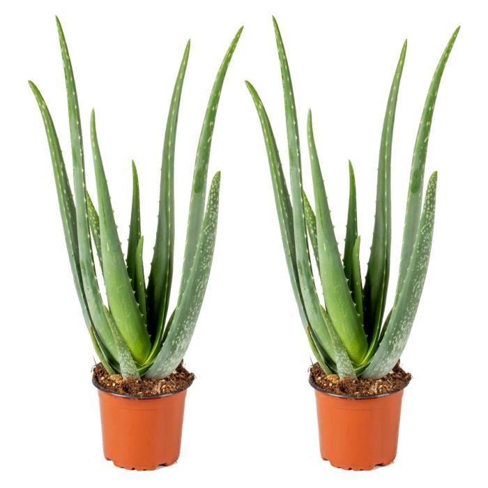 2x Aloe Vera Barbadensis - Planta suculenta - Fácil cuidado - D12 cm - H35-40 cm