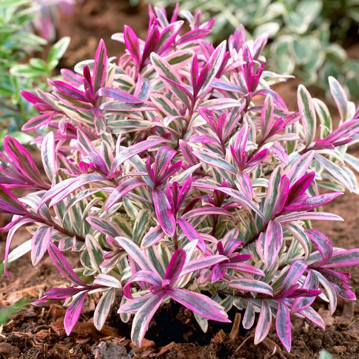 Hebe 'Breaker Heart' | Arbusto perenne con flores variegadas | 15-25 cm (maceta incluida)