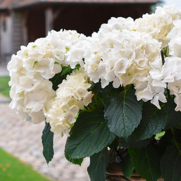 Hortensie King Size Albă