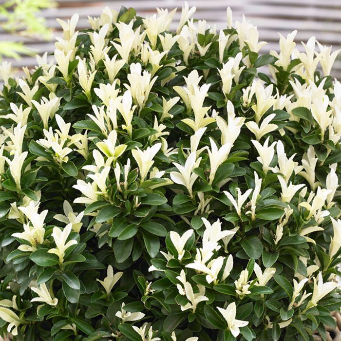 Euonymus Paloma Blanca - Árbol de huso japonés | Arbusto perenne en maceta para el jardín.