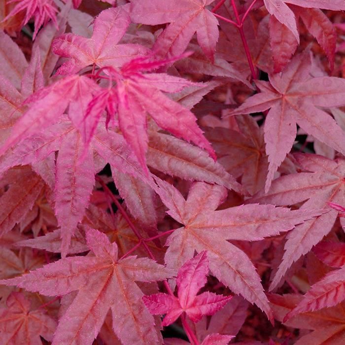 Acer palmatum 