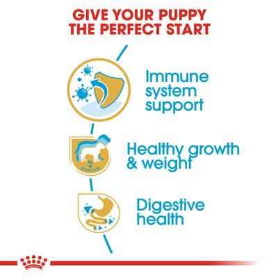 Filhote de Labrador Retriever da Royal Canin