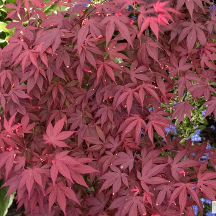 1 x Paarse Japanse esdoorn (Acer 'Atropurpureum') - Tuinstruik in pot