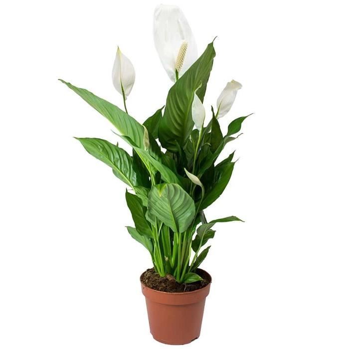 Vredeslelie (Spathiphyllum) Kamerplant – Kamerheester in een pot van 9 cm