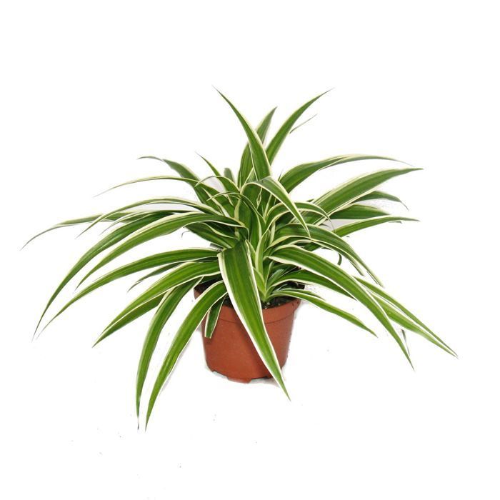 Grand ensemble de 5 plantes d'intérieur - 9cm