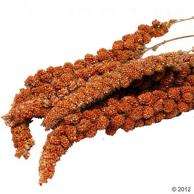 Savic matholder pinsett