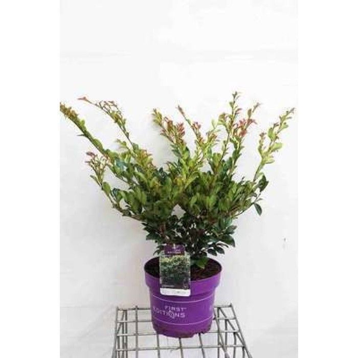 Distylium myr. 'Linebacker'® - Distillia 40- 50 cm em vaso