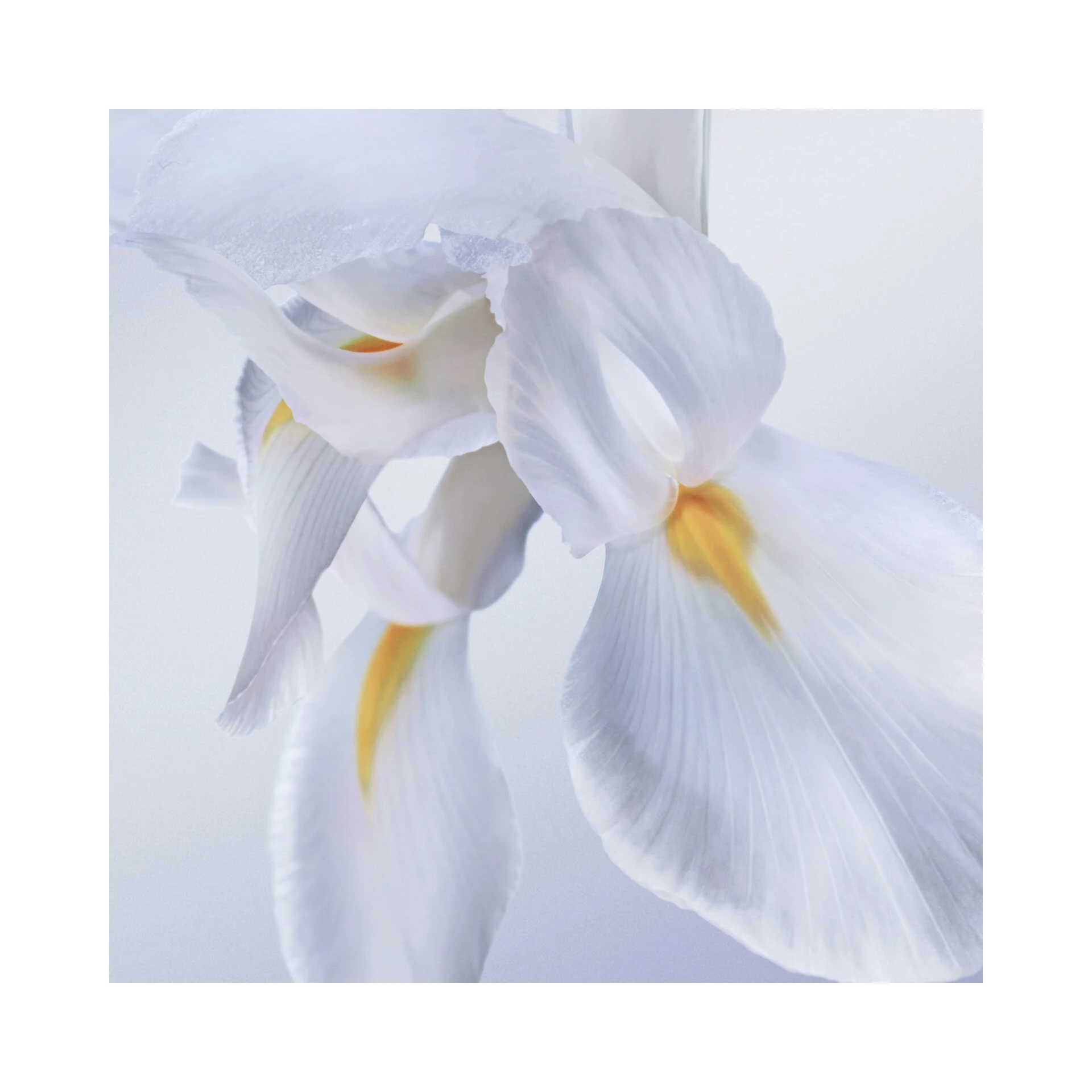 La Vie Est Belle Rose Extraordinaire EdP 30 ml - Lancôme