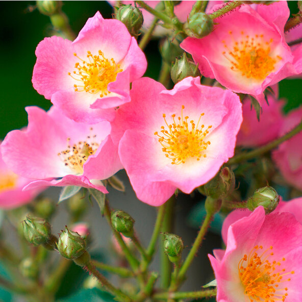 Oracle Rose
