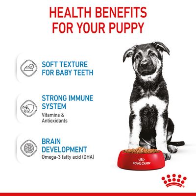Royal Canin Maxi Puppy in salsa