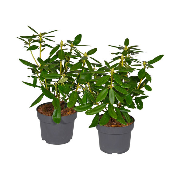 Rododendron, set de 2
