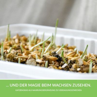 GimCat Hydro-Grass