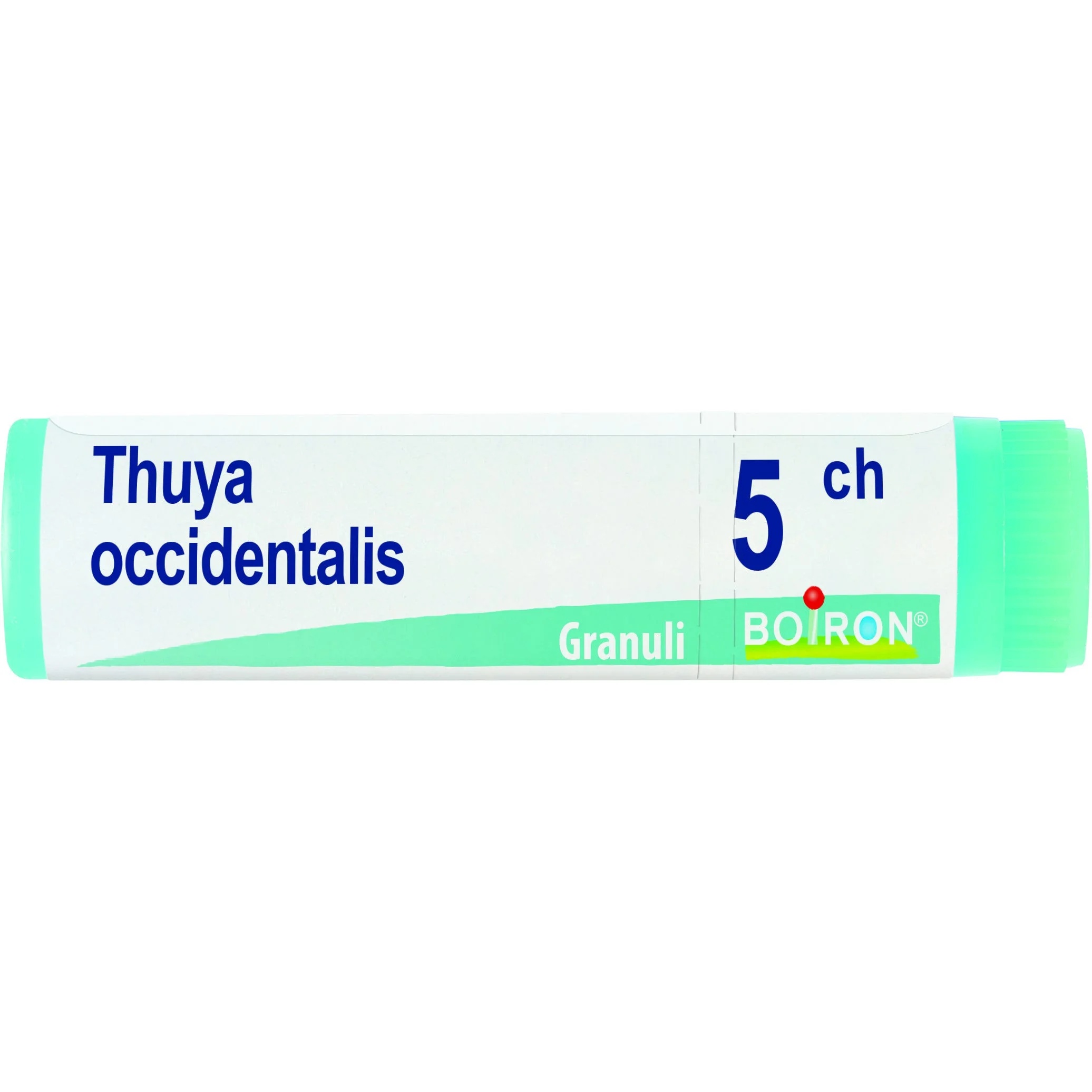 OTI Thuya Occident 5Ch globule