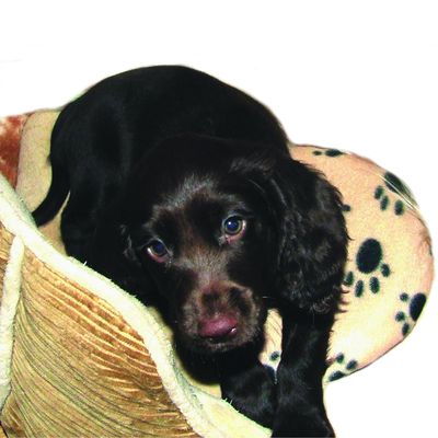 SnuggleSafe warmtekussen voor huisdieren